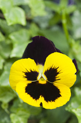 Yellow Pansy Flower