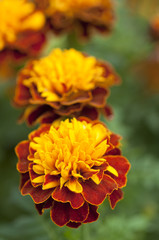 Yellow and Brown Marigold flowers