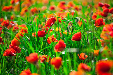 closeup red poppies