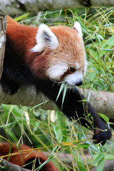 Naklejka premium Panda roux.