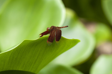 Red dragonfly