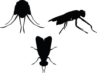 bug fly silhouette