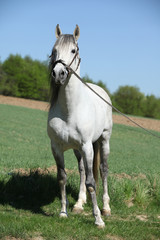 Fototapeta na wymiar Beautiful andalusian stallion in spring
