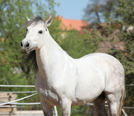 Obraz na płótnie Canvas Beautiful andalusian stallion in spring