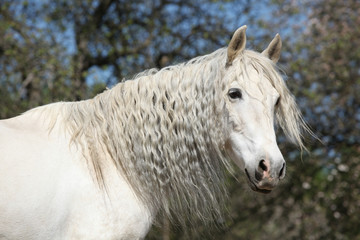 Andalusian mare with long hair in spring