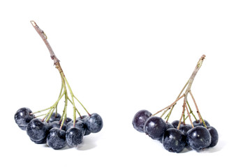 Black chokeberry - aronia on a white background