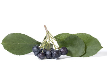 Black chokeberry - aronia on a white background
