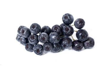 Black chokeberry - aronia on a white background