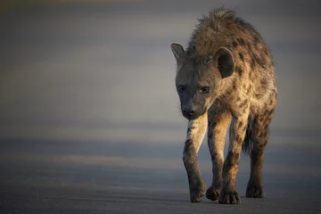 Abwaschbare Fototapete Hyäne Tüpfelhyäne, die im frühen Morgenlicht eine Straße überquert