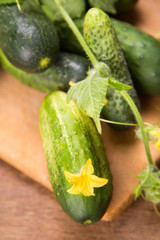 cucumber with flowers