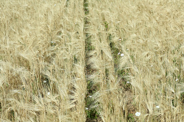 Beautiful summer field