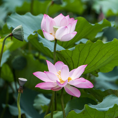 blooming lotus flower