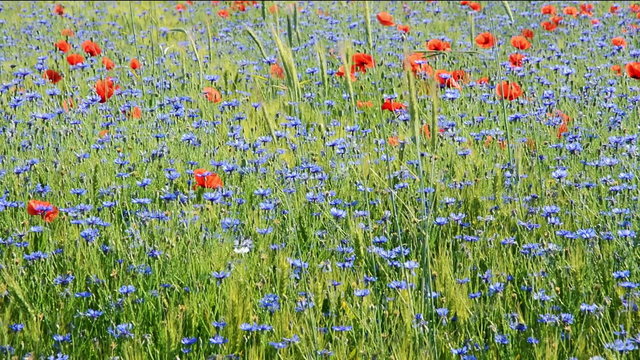 Field with cornflowers and red poppies in the wind. Panorama