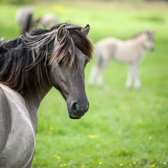 Obraz na płótnie Canvas Konik wild horses. Free-ranging Konik horses in their open environment at Oostvaardersplassen, Holland.
