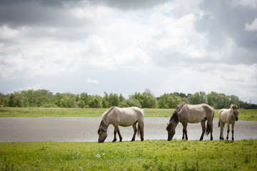Fototapeta na wymiar Konik wild horses. Free-ranging Konik horses in their open environment at Oostvaardersplassen, Holland.