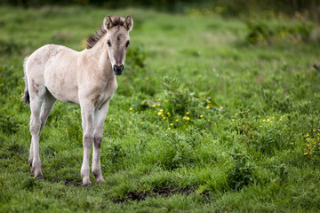 Obraz na płótnie Canvas Konik wild horses. Free-ranging Konik horses in their open environment at Oostvaardersplassen, Holland.