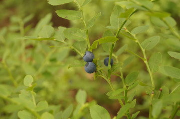 jagoda leśna  © Dzikie Wino