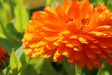 calendula
