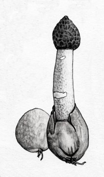 Common Stinkhorn (Phallus impudicus)