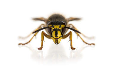 Wasp in front of a white background