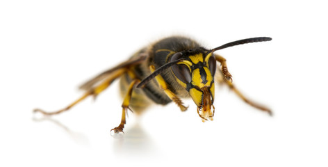 Wasp cleaning itself in front of a white background