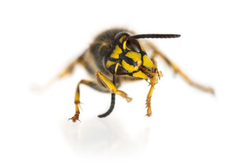 Wasp cleaning itself in front of a white background