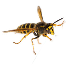 Wasp in front of a white background