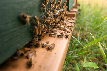 Conciliabule d’abeilles