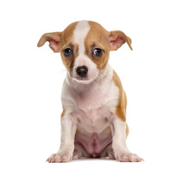 Sad Chihuahua puppy sitting in front of a white background
