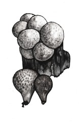  Pear-shaped puffball (Lycoperdon pyriforme)