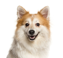 Close-up of a Spitz in front of a white background