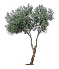 Peel and stick wall murals Olive tree Olive tree