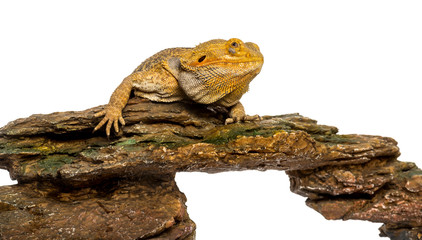 Fototapeta premium Bearded Dragon lying on a rock in front of a white background