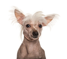 Close-uo of a Chinese crested dog