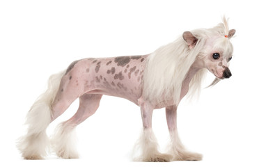Chinese crested dog standing in front of a white background