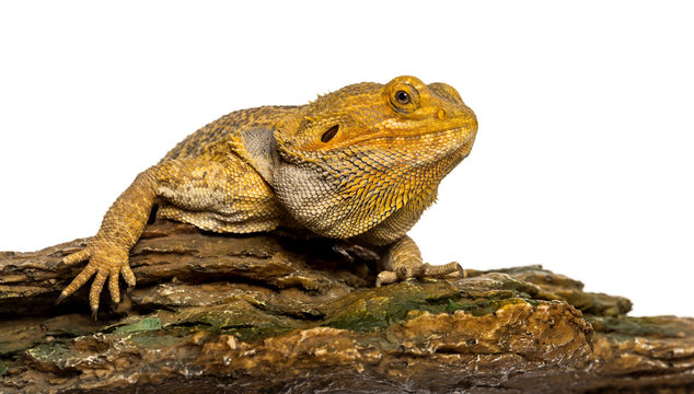 Bearded Dragon lying on a rock in front of a white background