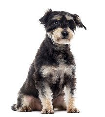 Griffon sitting in front of a white background