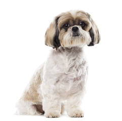 Shih Tzu sitting in front of a white background
