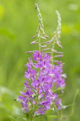 Inflorescences of Fireweed (Chamerion angustifolium) on green background