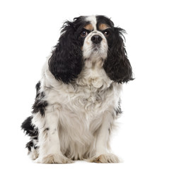 Cavalier King Charles sitting in front of a white background