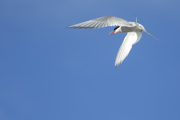 Arctic tern (sterna paradisaea)