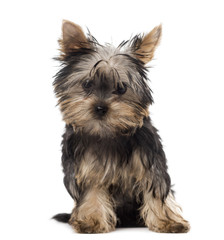 Yorkshire puppy sitting in front of a white background