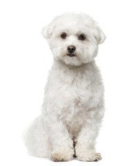 Maltese sitting in front of a white background
