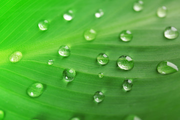 Green leaf with droplets, closeup