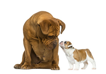 Dogue de bordeaux looking at a French Bulldog puppy