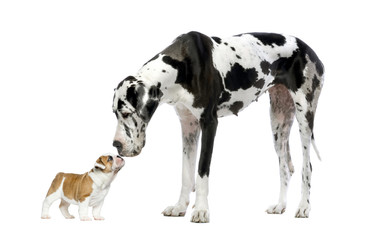 Great Dane looking at a French Bulldog puppy - obrazy, fototapety, plakaty
