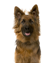 Close-up of a German Shepherd in front of a white background