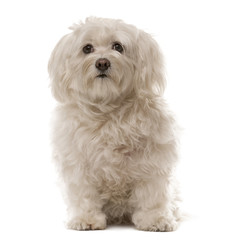 Havanese sitting in front of a white background
