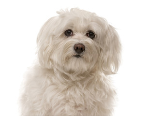 Close-up of a Havanese in front of a white background