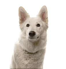 Close-up of a Swiss Shepherd dog in front of a white background